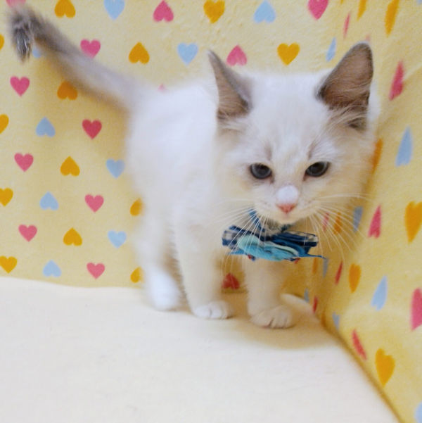 ラグドール - 画像 (3)