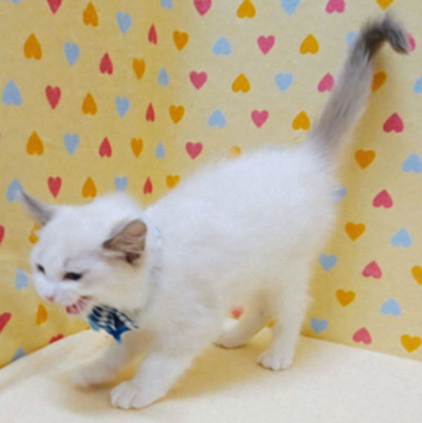 ラグドール - 画像 (4)