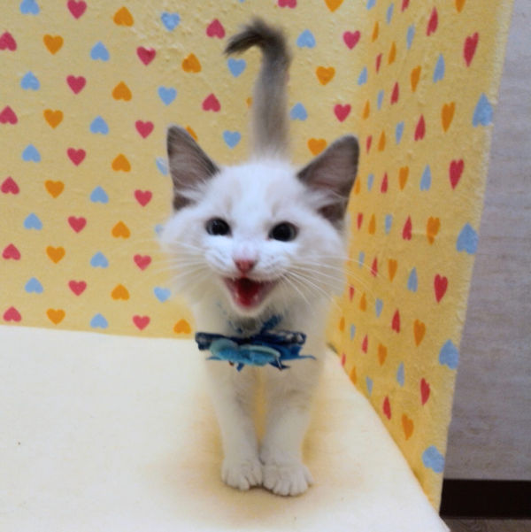 ラグドール - 画像 (5)