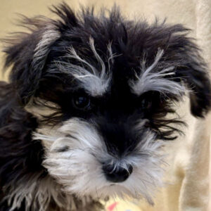 ミニチュア・シュナウザー