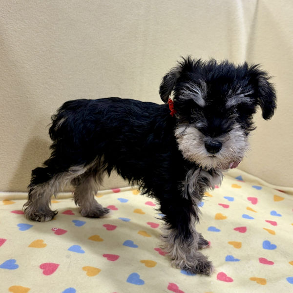 ミニチュア・シュナウザー - 画像 (3)