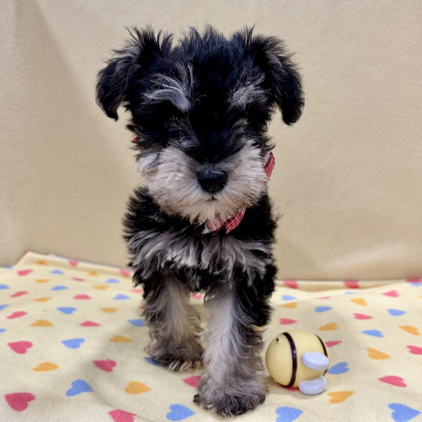 ミニチュア・シュナウザー - 画像 (2)