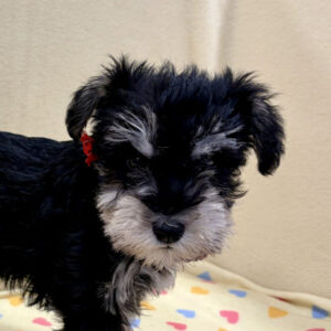 ミニチュア・シュナウザー