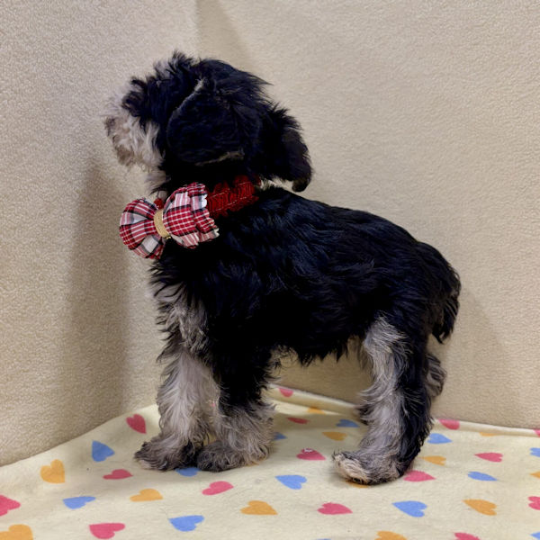 ミニチュア・シュナウザー - 画像 (4)