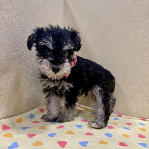 ミニチュア・シュナウザー - 画像 (5)