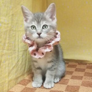 Alternative view of マンチカン