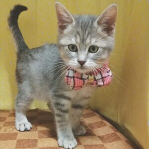 Alternative view of マンチカン