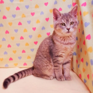 Alternative view of マンチカン