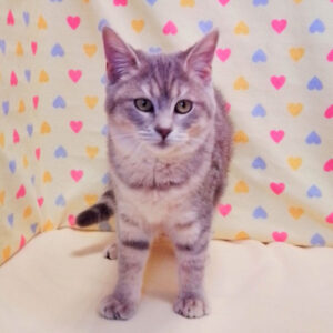 Alternative view of マンチカン