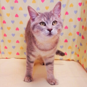 Alternative view of マンチカン