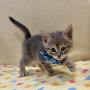 Alternative view of マンチカン