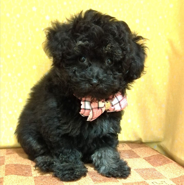 ミックス犬 - 画像 (2)