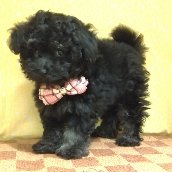 ミックス犬 - 画像 (4)