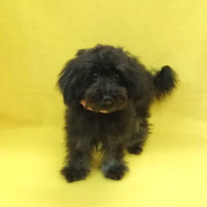 Alternative view of ミックス犬