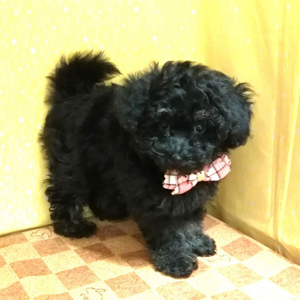 ミックス犬 - 画像 (5)