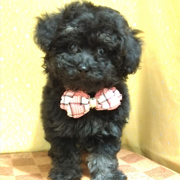 ミックス犬 - 画像 (3)