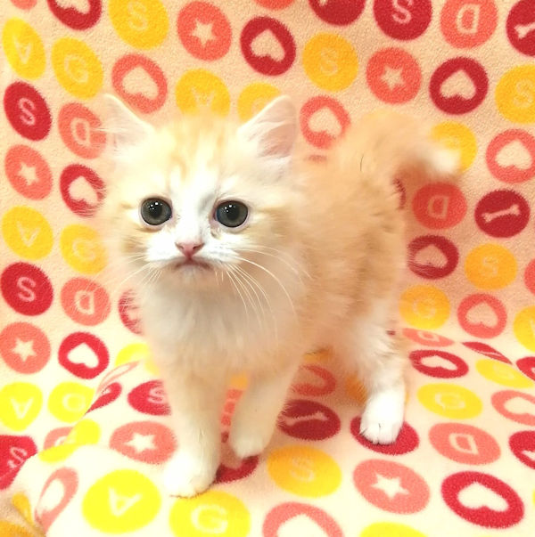 スコティッシュ・フォールド - 画像 (3)