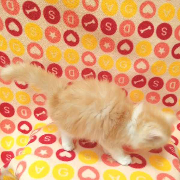 スコティッシュ・フォールド - 画像 (4)