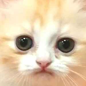 スコティッシュ・フォールド