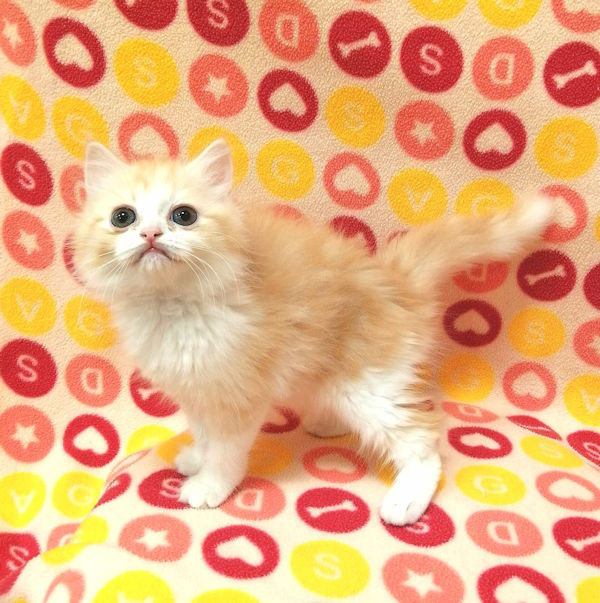 スコティッシュ・フォールド - 画像 (5)