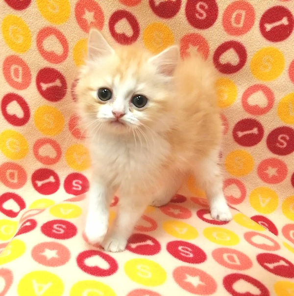 スコティッシュ・フォールド - 画像 (2)