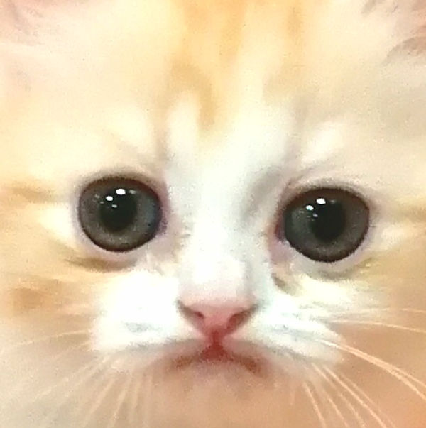 スコティッシュ・フォールド