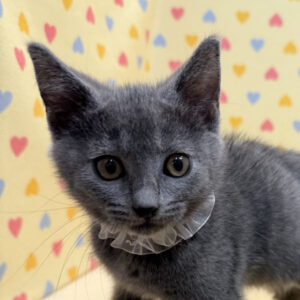 シャルトリュー