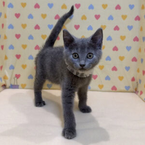 Alternative view of シャルトリュー