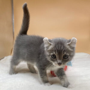 Alternative view of キンカロー