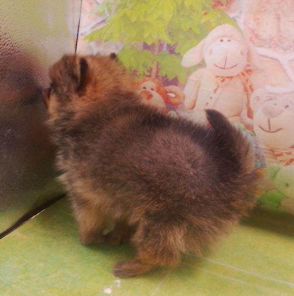 ポメラニアン - 画像 (3)