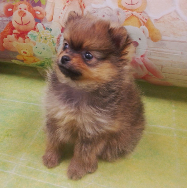 ポメラニアン - 画像 (4)