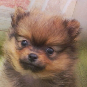 ポメラニアン