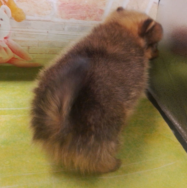 ポメラニアン - 画像 (5)