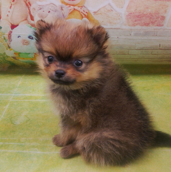 ポメラニアン - 画像 (2)