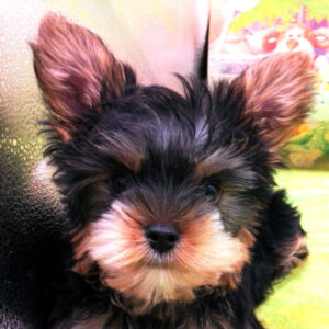 ヨークシャー・テリア