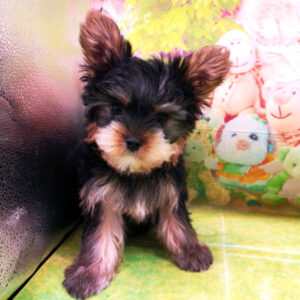 Alternative view of ヨークシャー・テリア