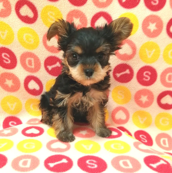 ヨークシャー・テリア - 画像 (2)