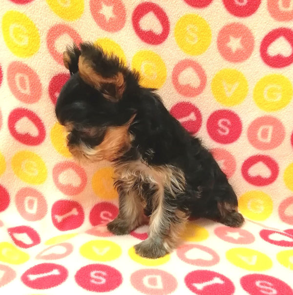 ヨークシャー・テリア - 画像 (3)