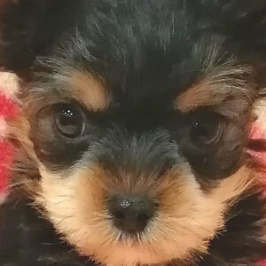 ヨークシャー・テリア