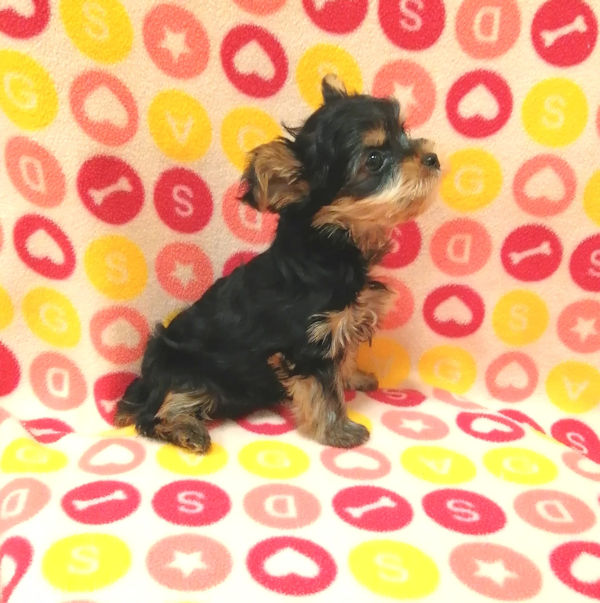 ヨークシャー・テリア - 画像 (4)