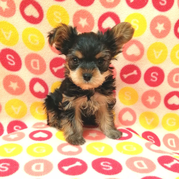 ヨークシャー・テリア - 画像 (5)