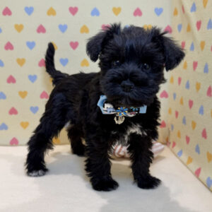 Alternative view of ミニチュア・シュナウザー