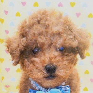 トイ・プードル