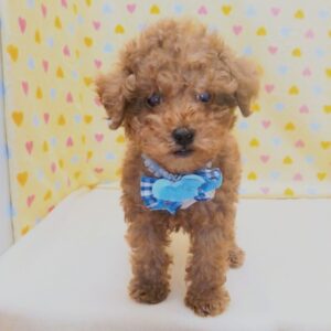 Alternative view of トイ・プードル