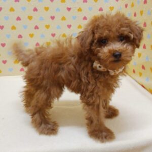 Alternative view of トイ・プードル