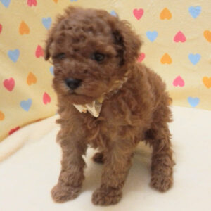 Alternative view of トイ・プードル