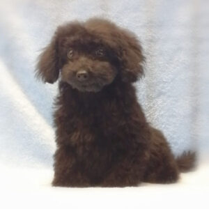 Alternative view of ミックス犬