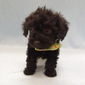 Alternative view of ミックス犬