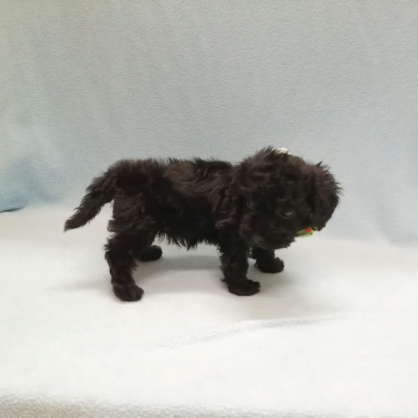 ミックス犬 - 画像 (4)