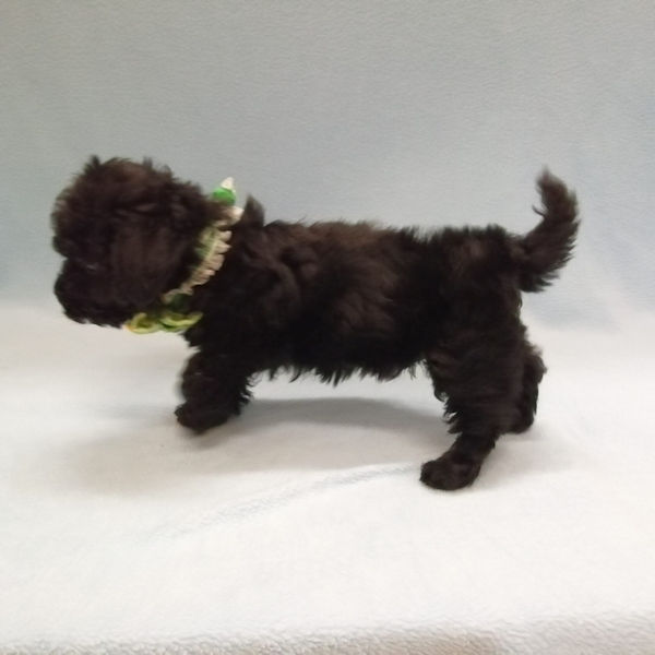 ミックス犬 - 画像 (5)